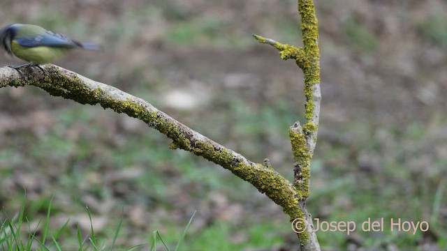 Herrerillo Común - ML652193570