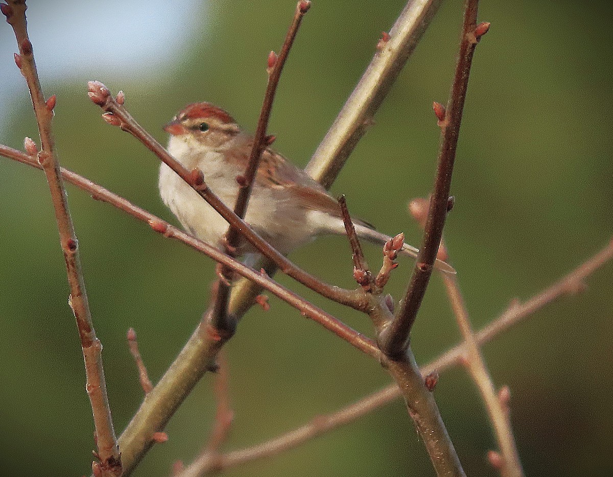 Chipping Sparrow - ML652193628