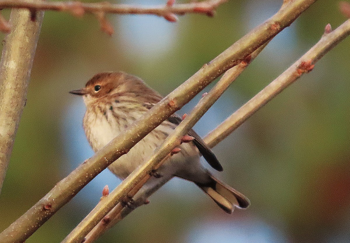 Yellow-rumped Warbler - ML652193632