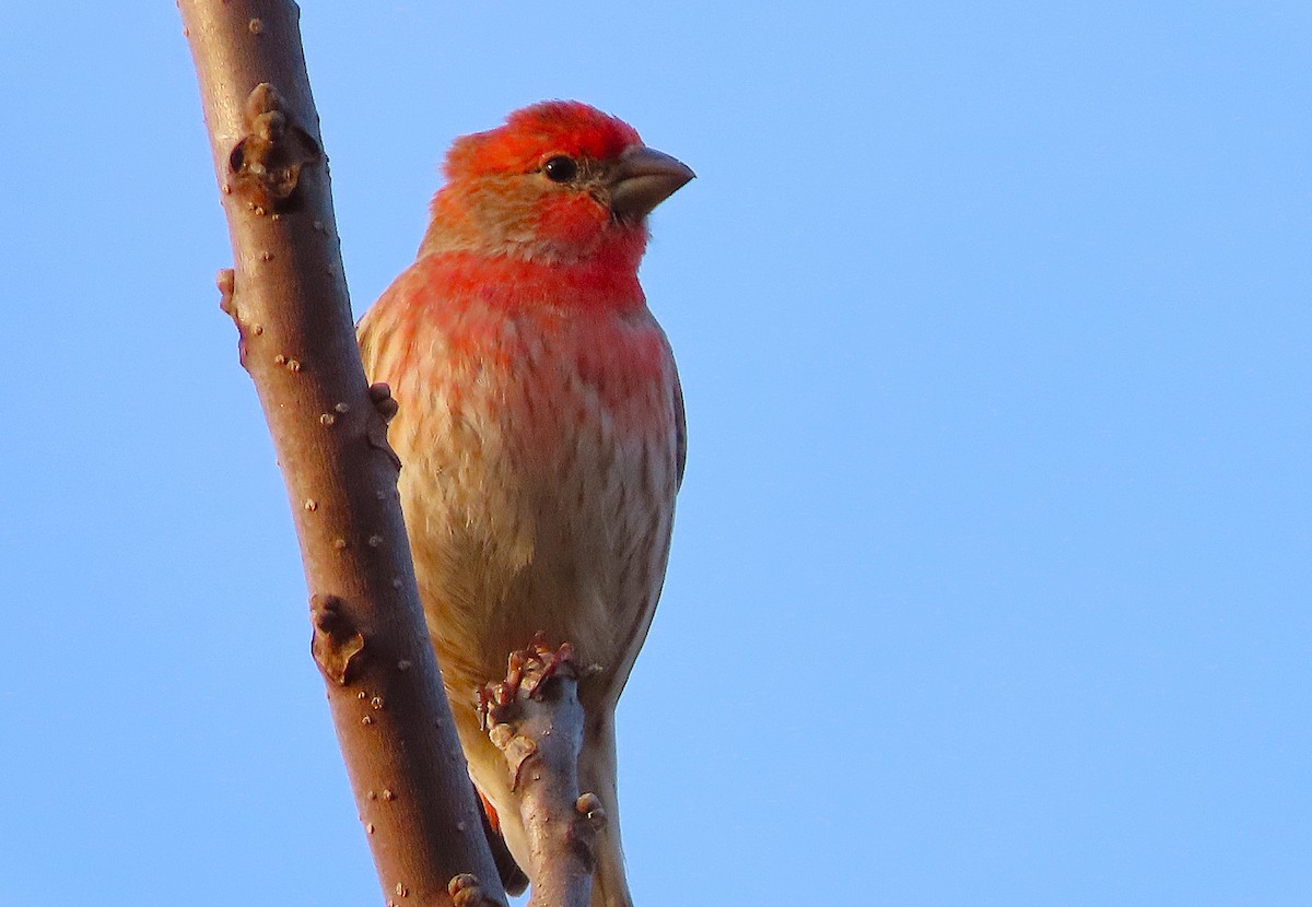 Burugorri arrunta - ML652193636