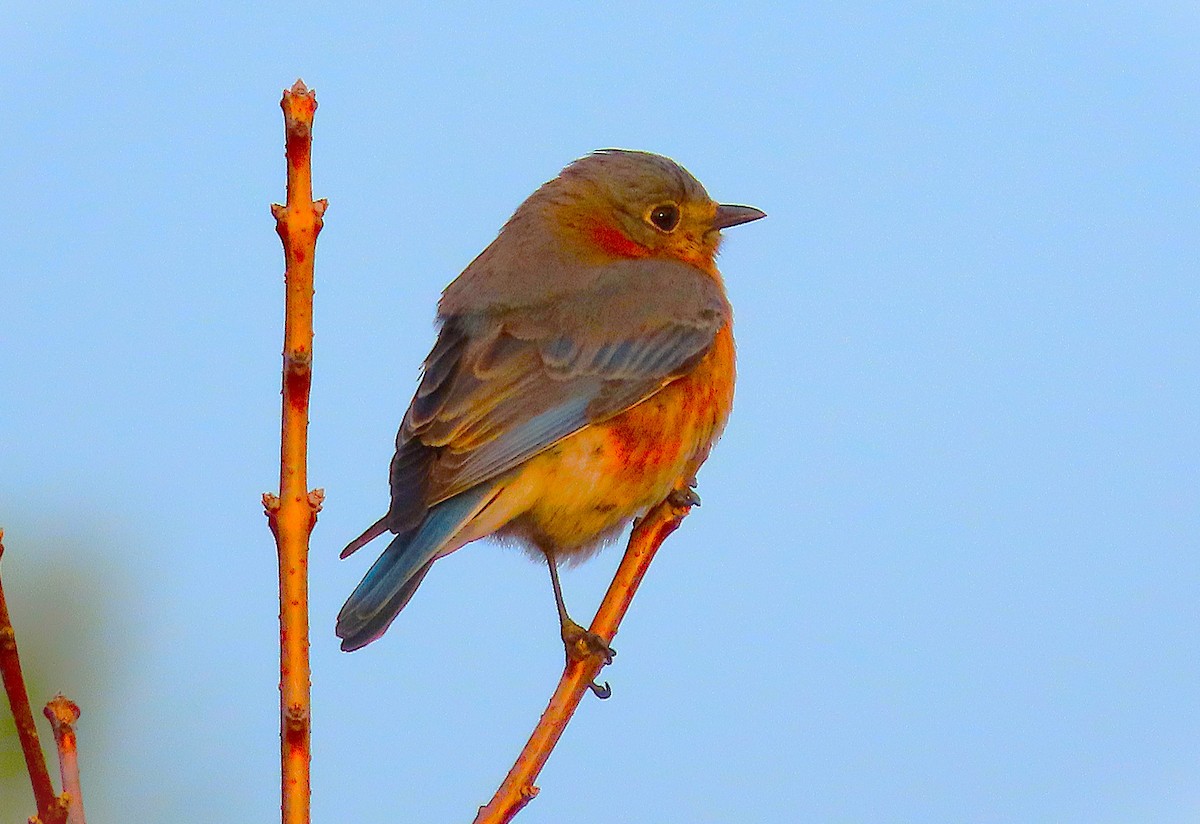 Eastern Bluebird - ML652193641