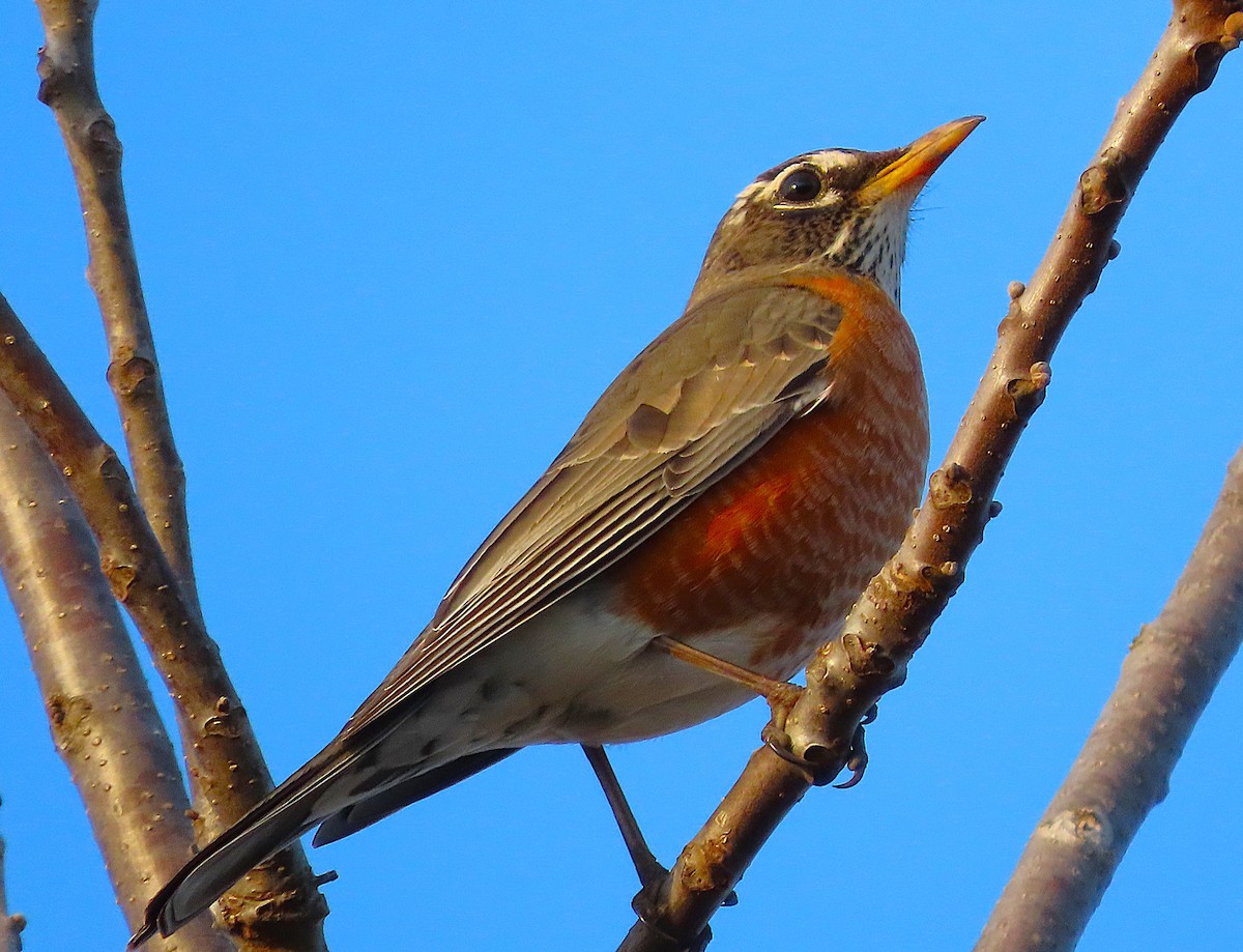 Zozo papargorria - ML652193648