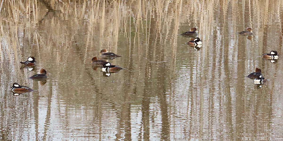 Zerra buruhandia - ML652193661