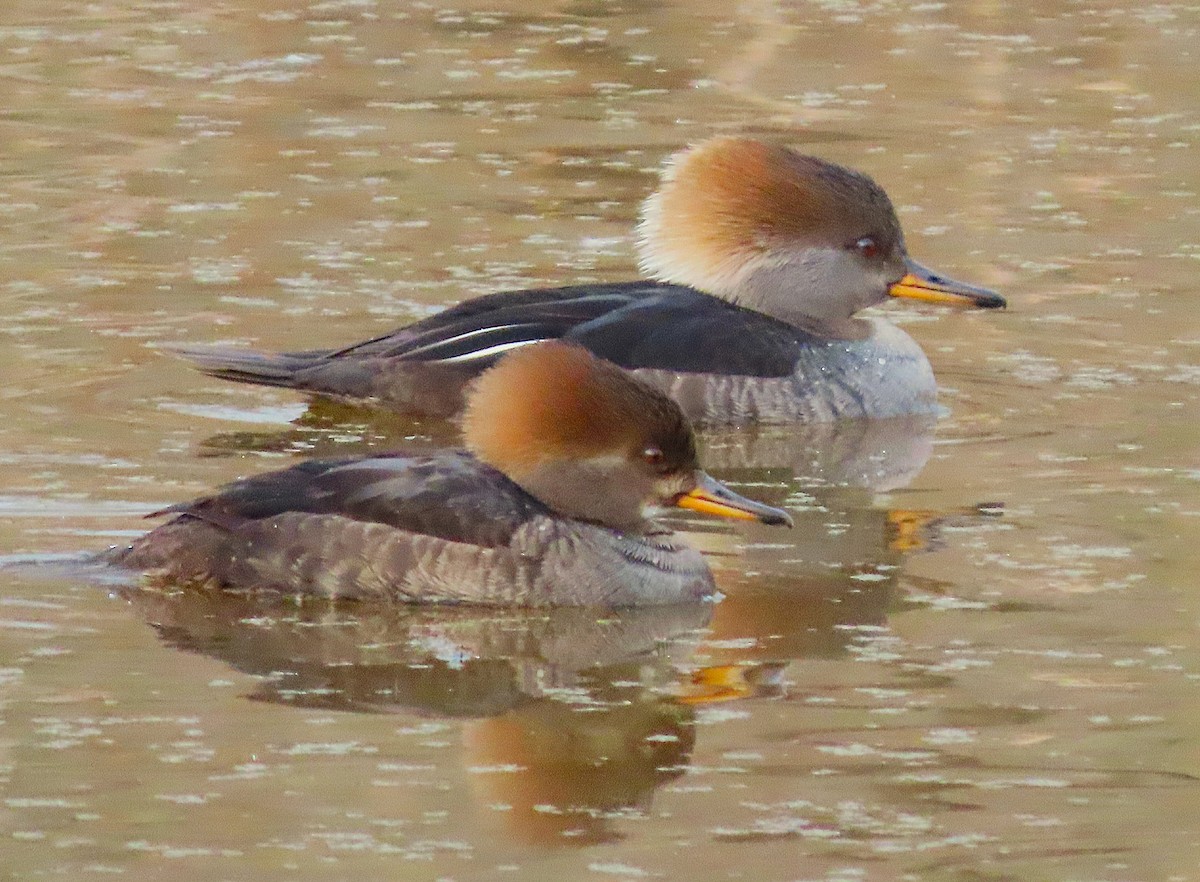 Zerra buruhandia - ML652193662