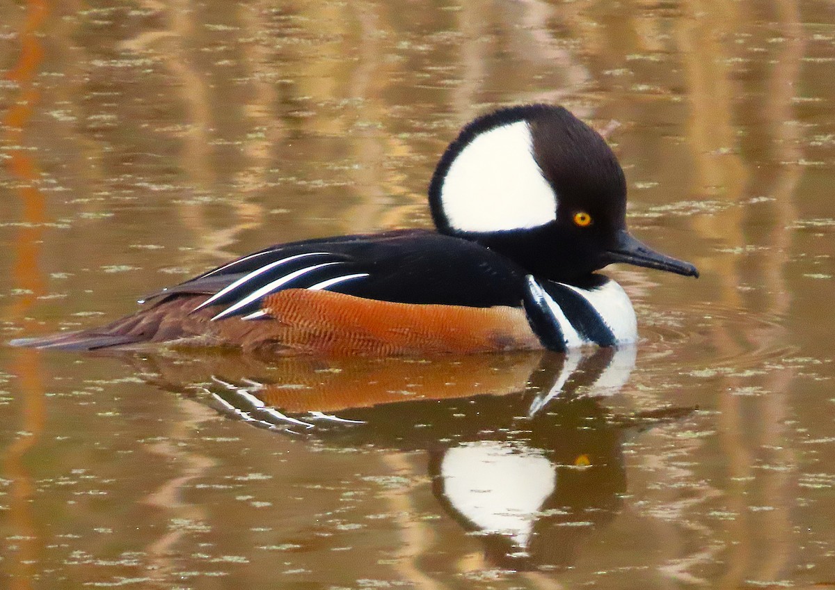 Zerra buruhandia - ML652193663