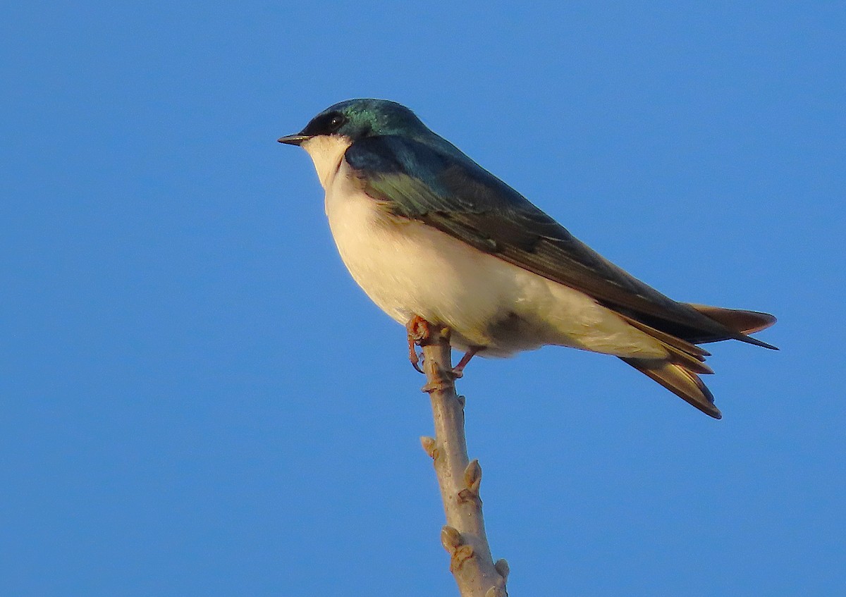 Elai kolorebikoa - ML652193673