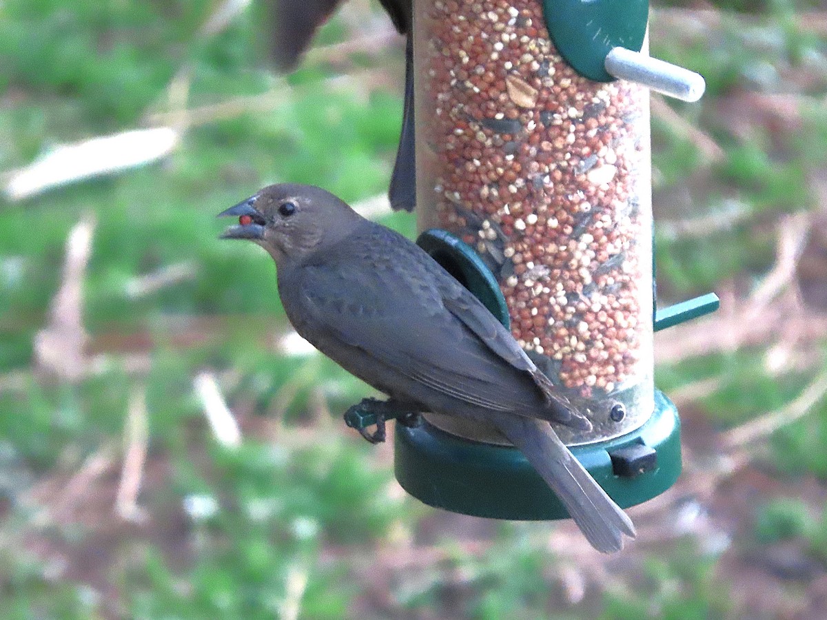 Brown-headed Cowbird - ML652193993