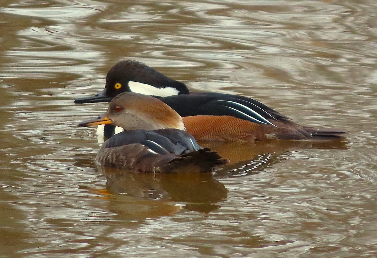 Zerra buruhandia - ML652194006