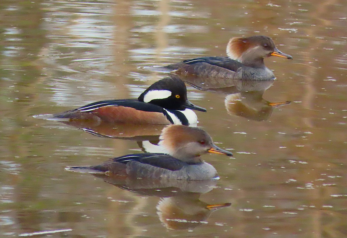 Zerra buruhandia - ML652194007