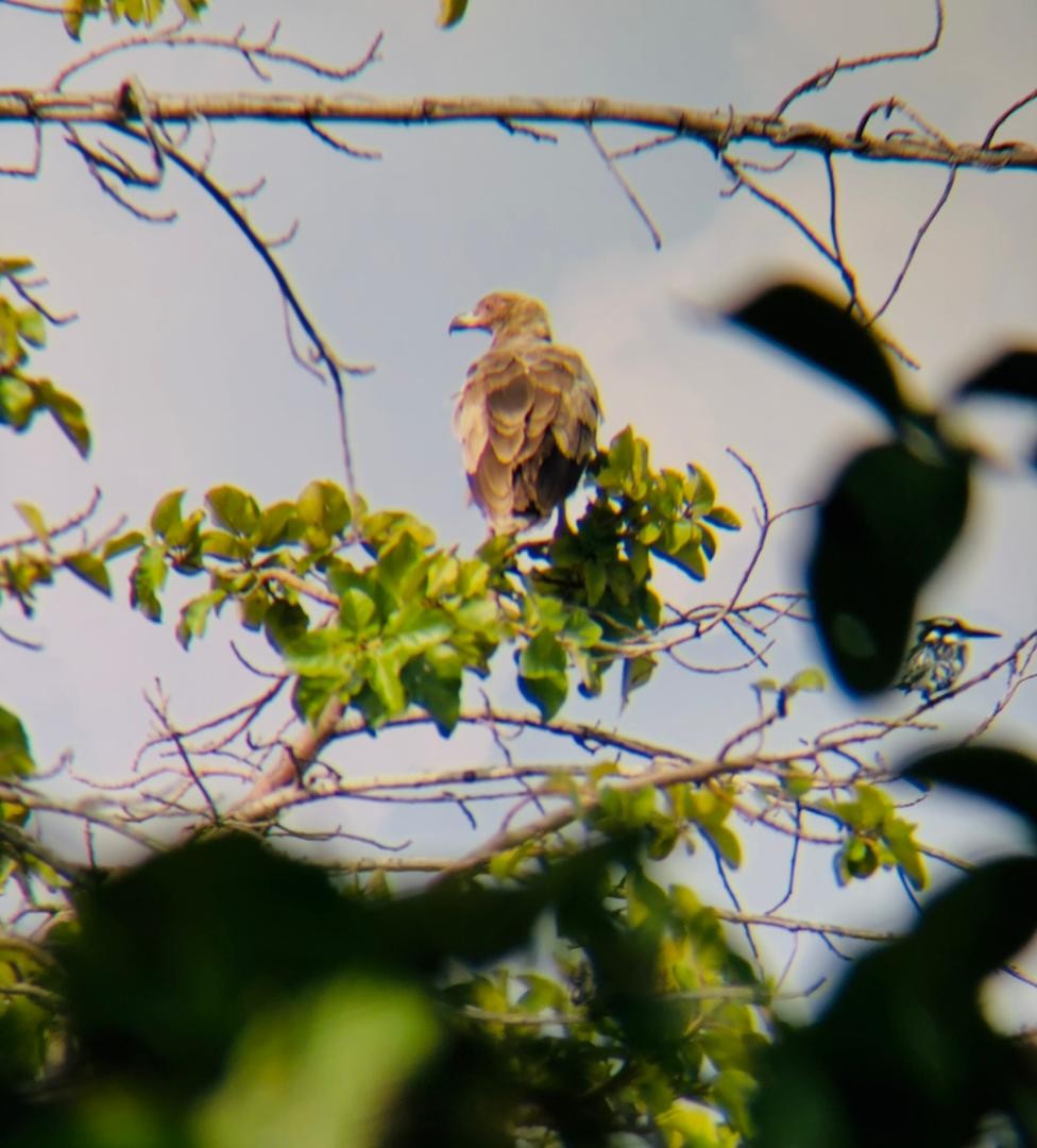 Пальмовый гриф - ML652194227