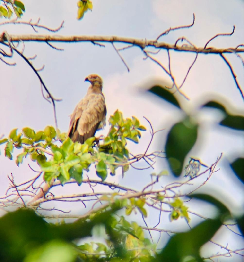 Пальмовый гриф - ML652194228