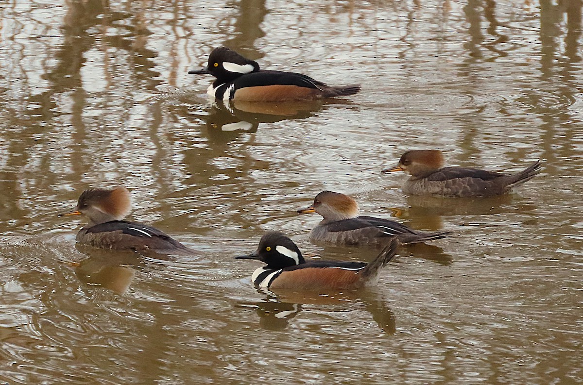 Zerra buruhandia - ML652194300