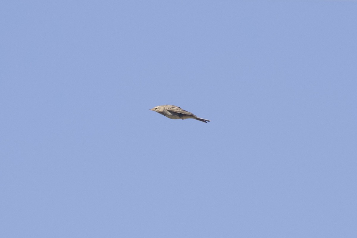 vannpiplerke - ML652194403