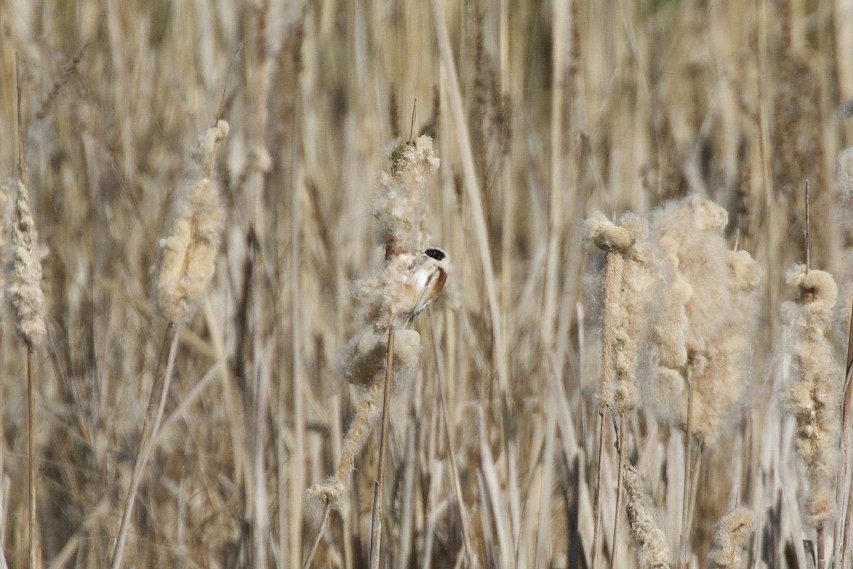 pungmeis - ML652194426