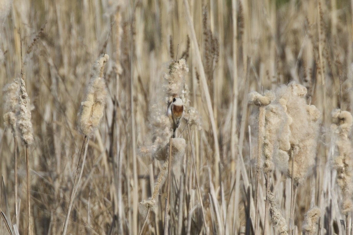 pungmeis - ML652194427