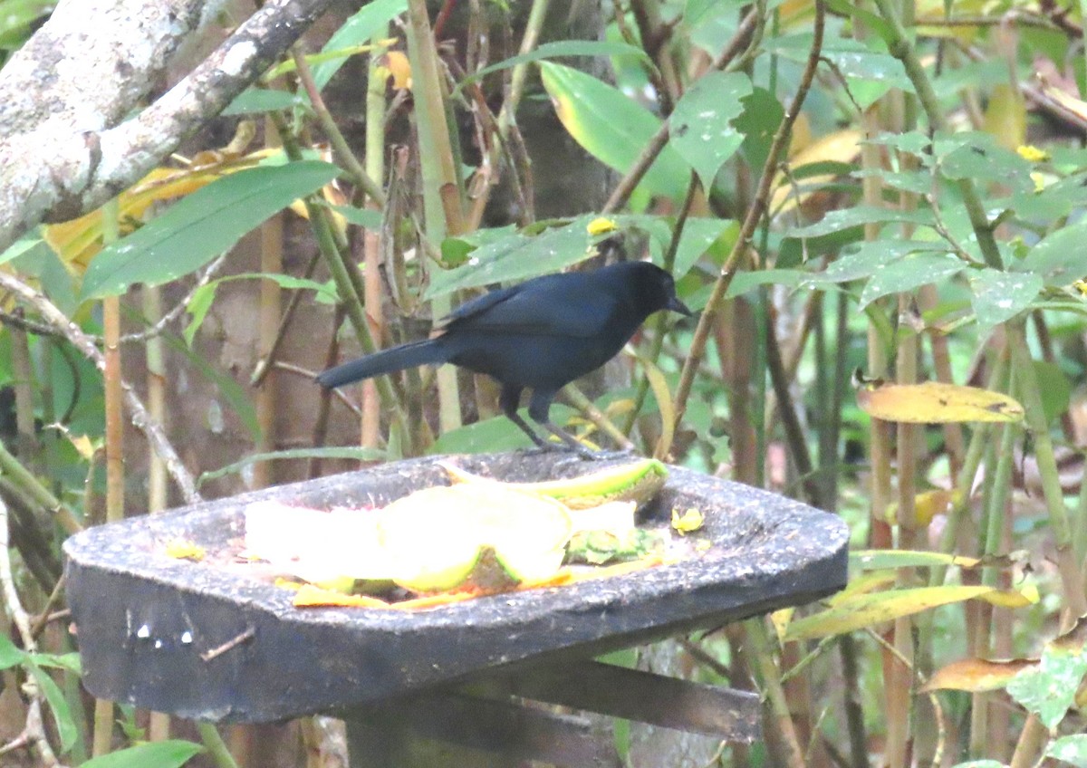 Melodious Blackbird - ML652194484