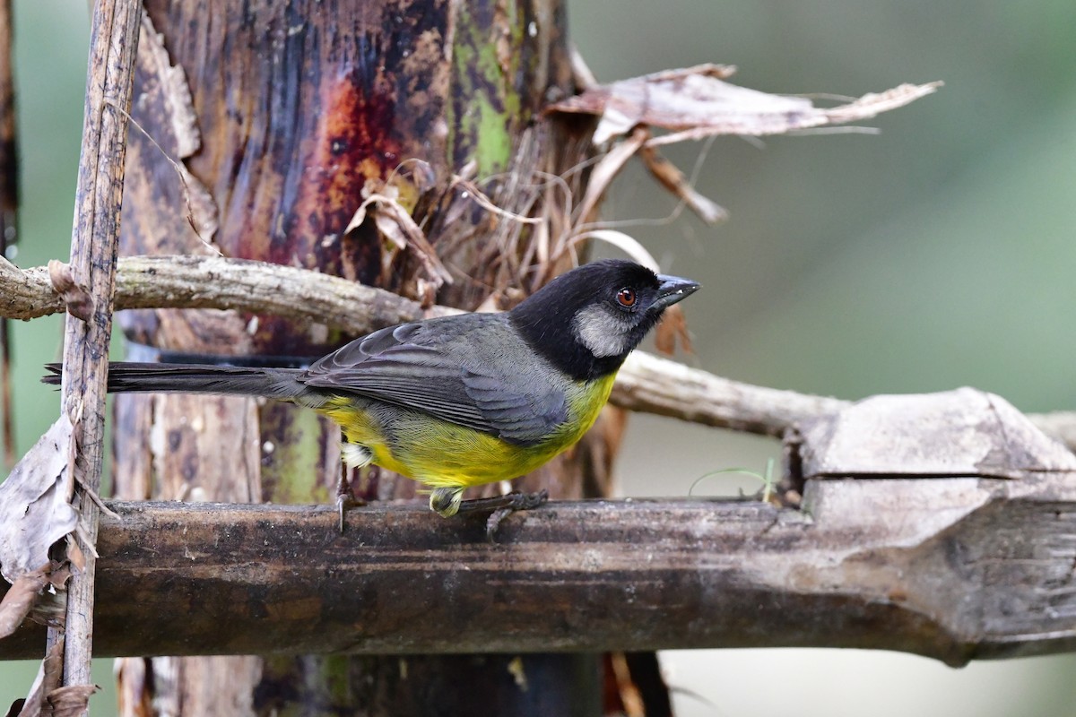 Santa Marta Brushfinch - ML652194503