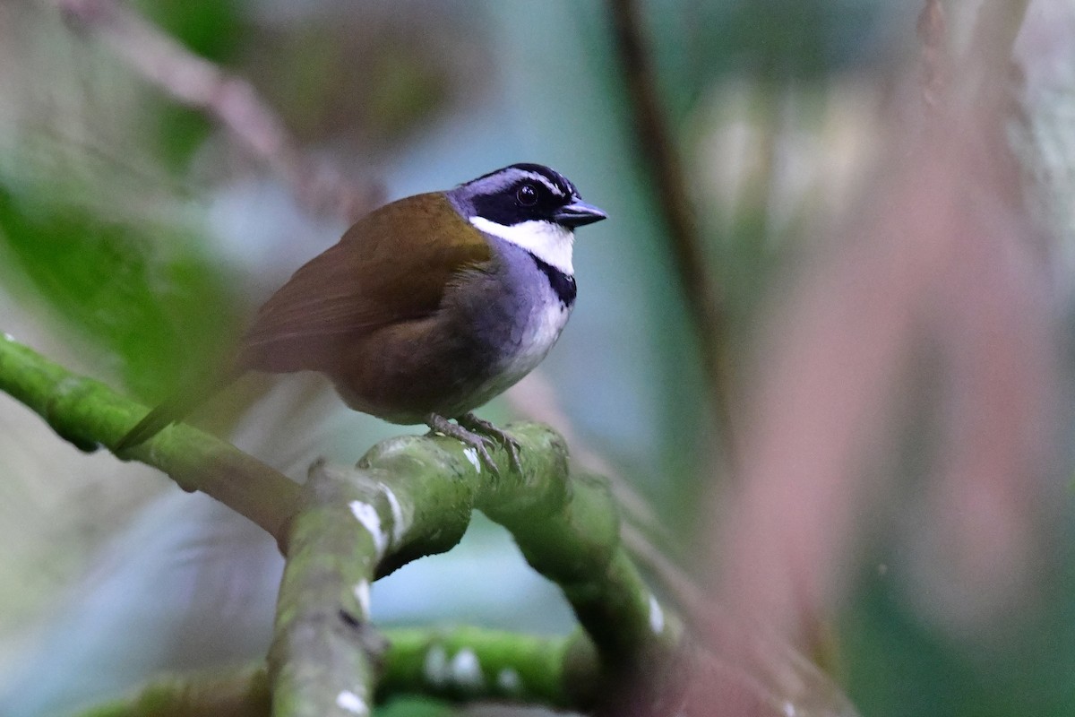 Sierra Nevada Brushfinch - ML652194516