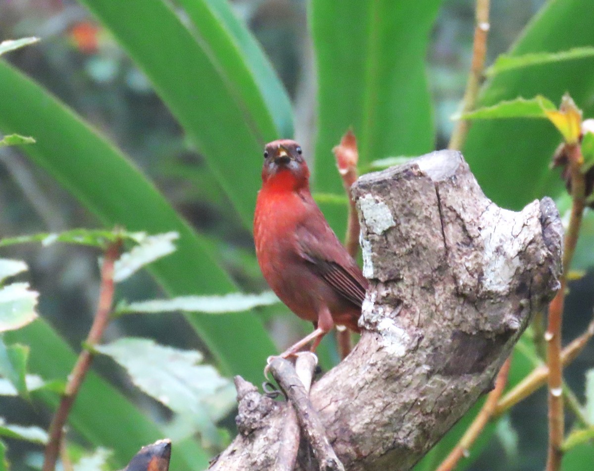 Red-throated Ant-Tanager - ML652194517