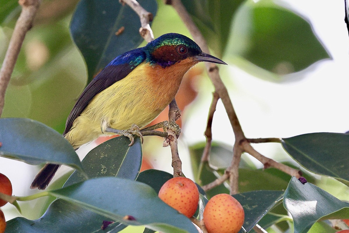 Ruby-cheeked Sunbird - ML652194709