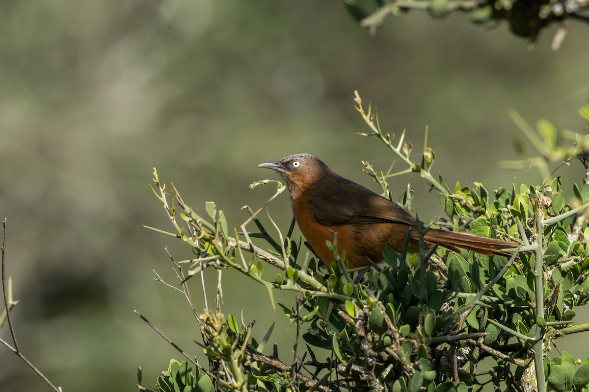 Rufous Chatterer - ML652194768