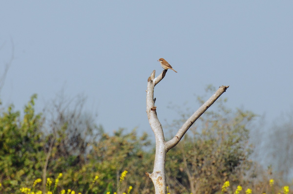 Brown Shrike - ML652194904
