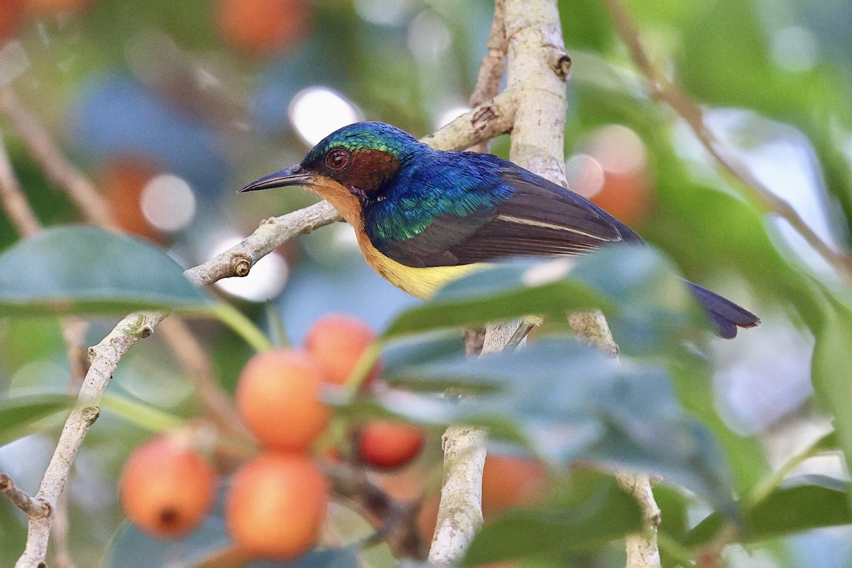 Ruby-cheeked Sunbird - ML652195095