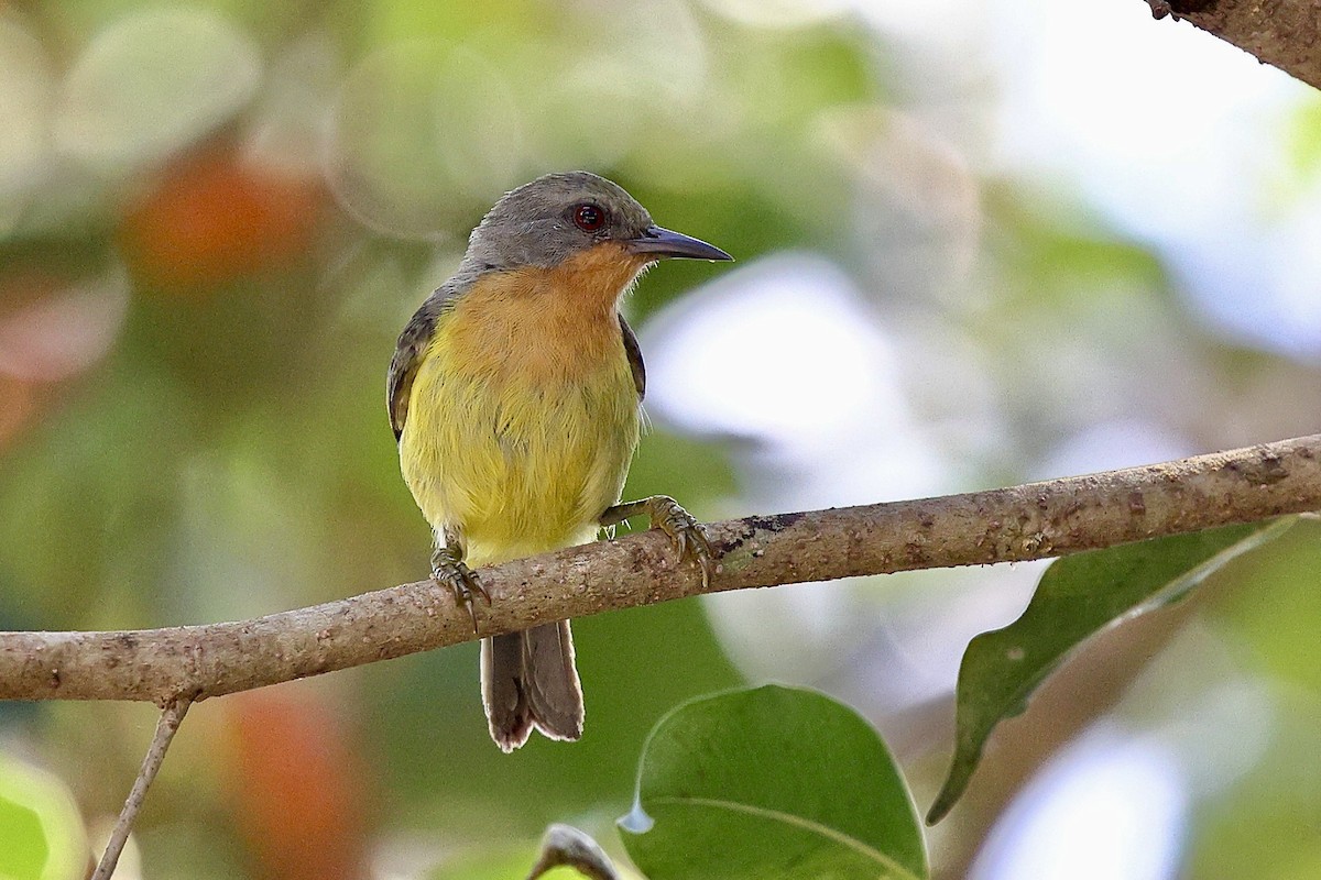 Ruby-cheeked Sunbird - ML652195119