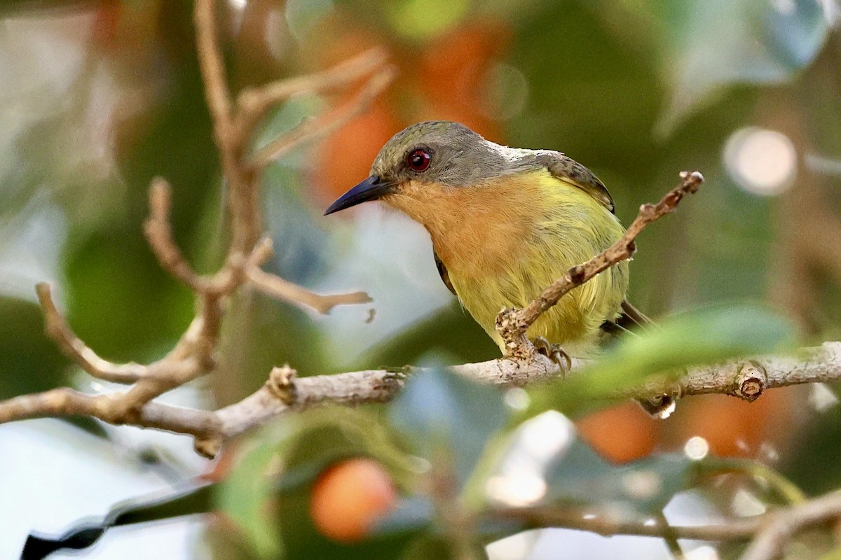 Ruby-cheeked Sunbird - ML652195120