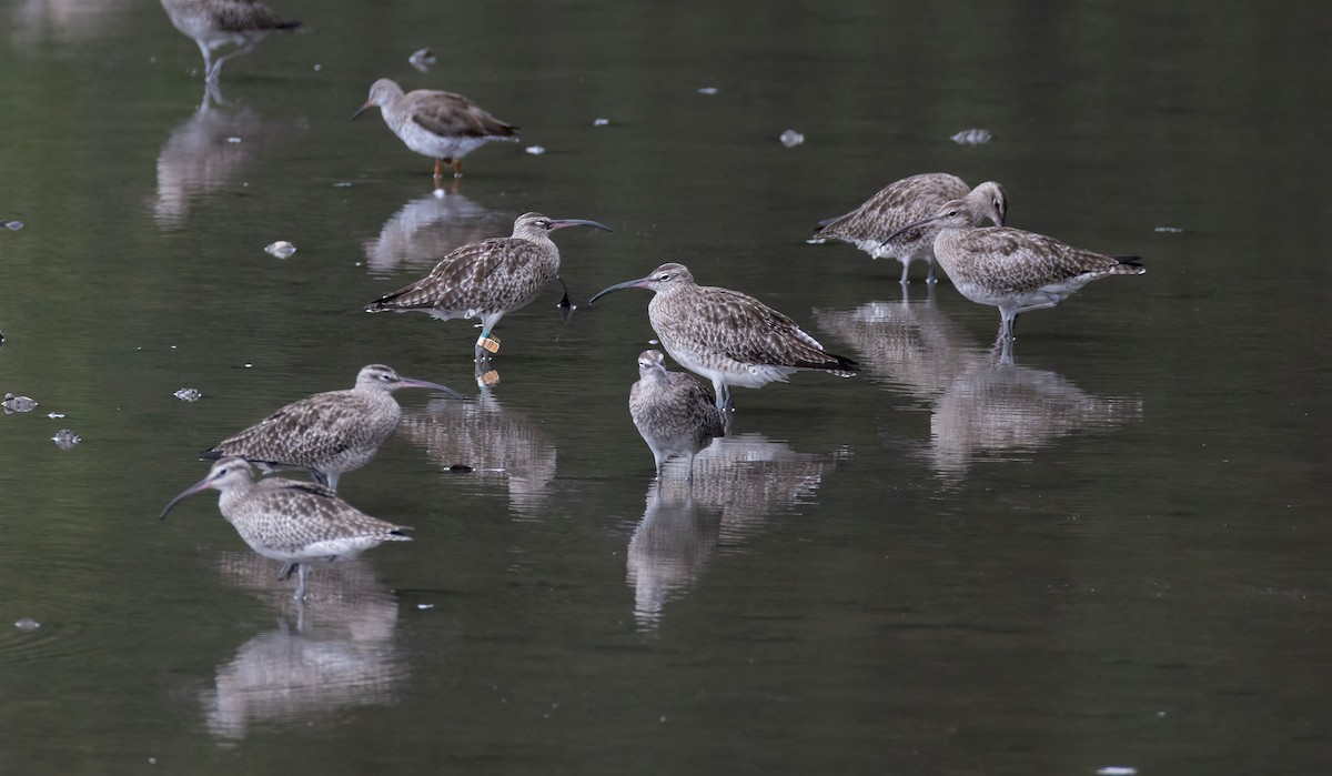 Eurasian Whimbrel - ML652195218