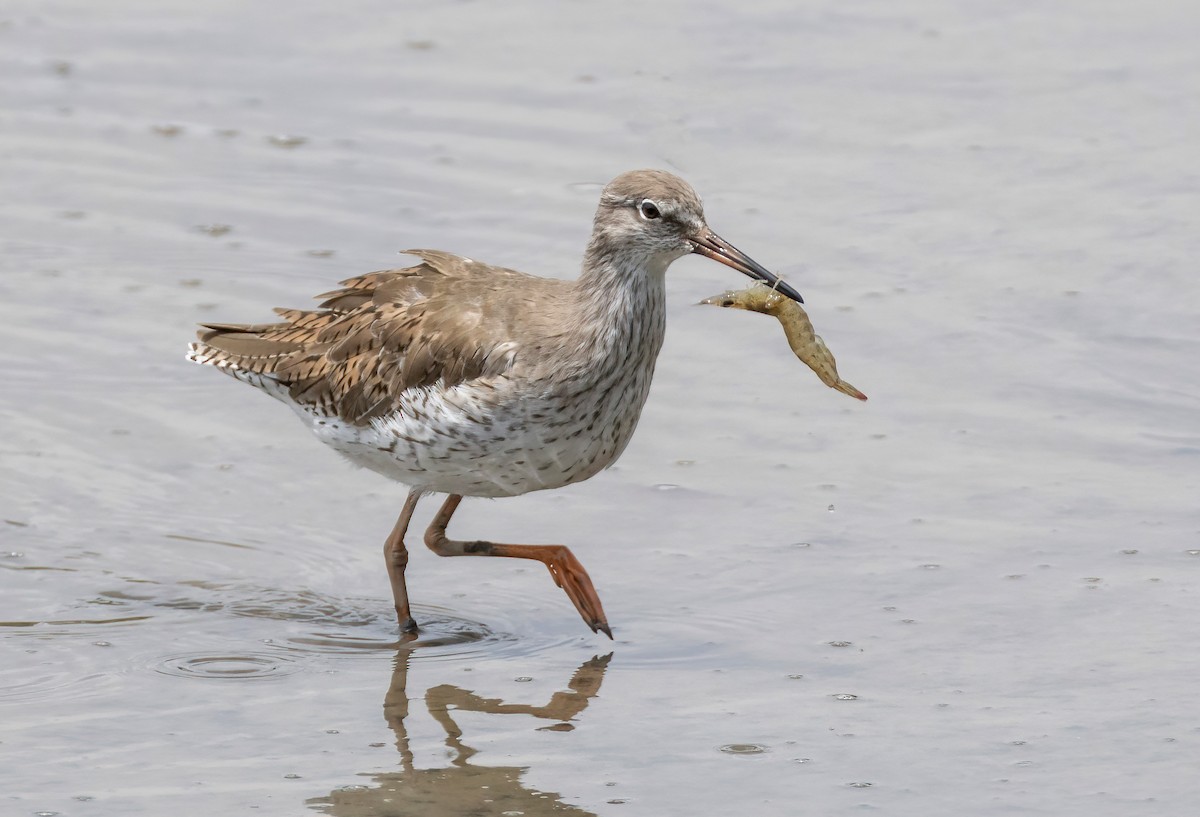 Common Redshank - ML652195221