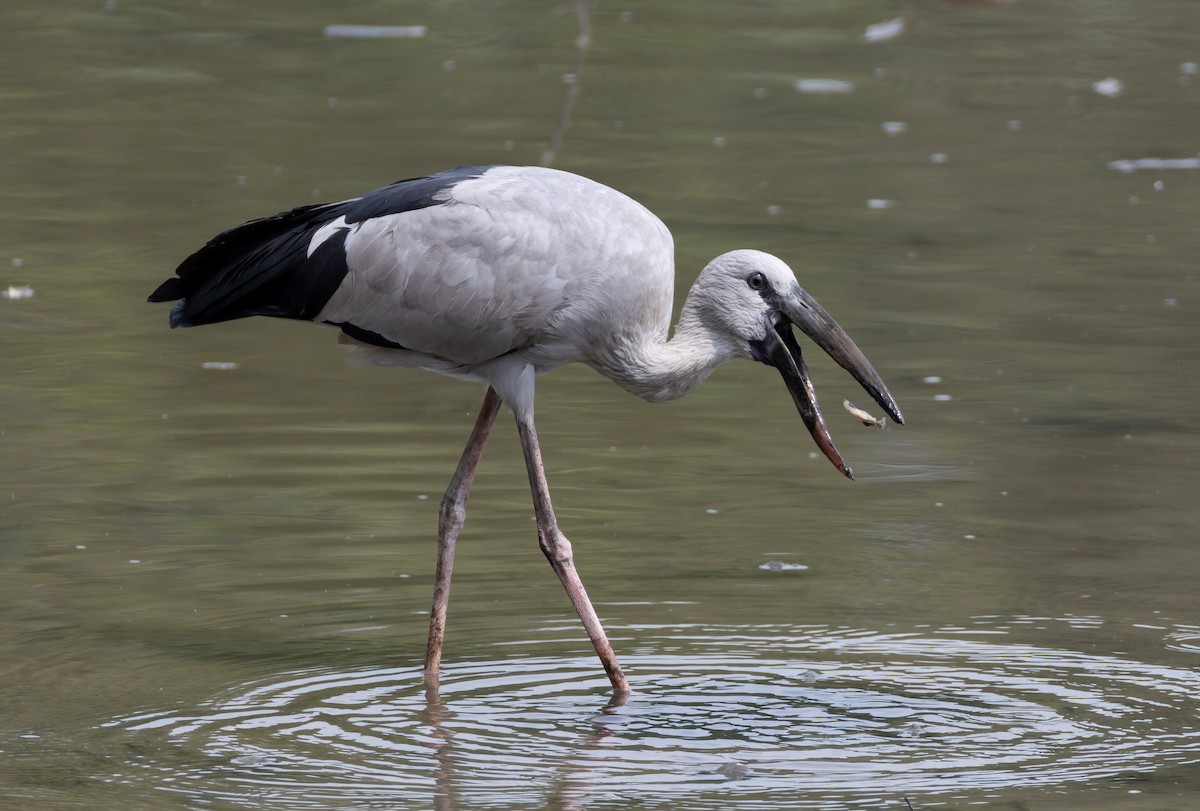 Asian Openbill - ML652195228
