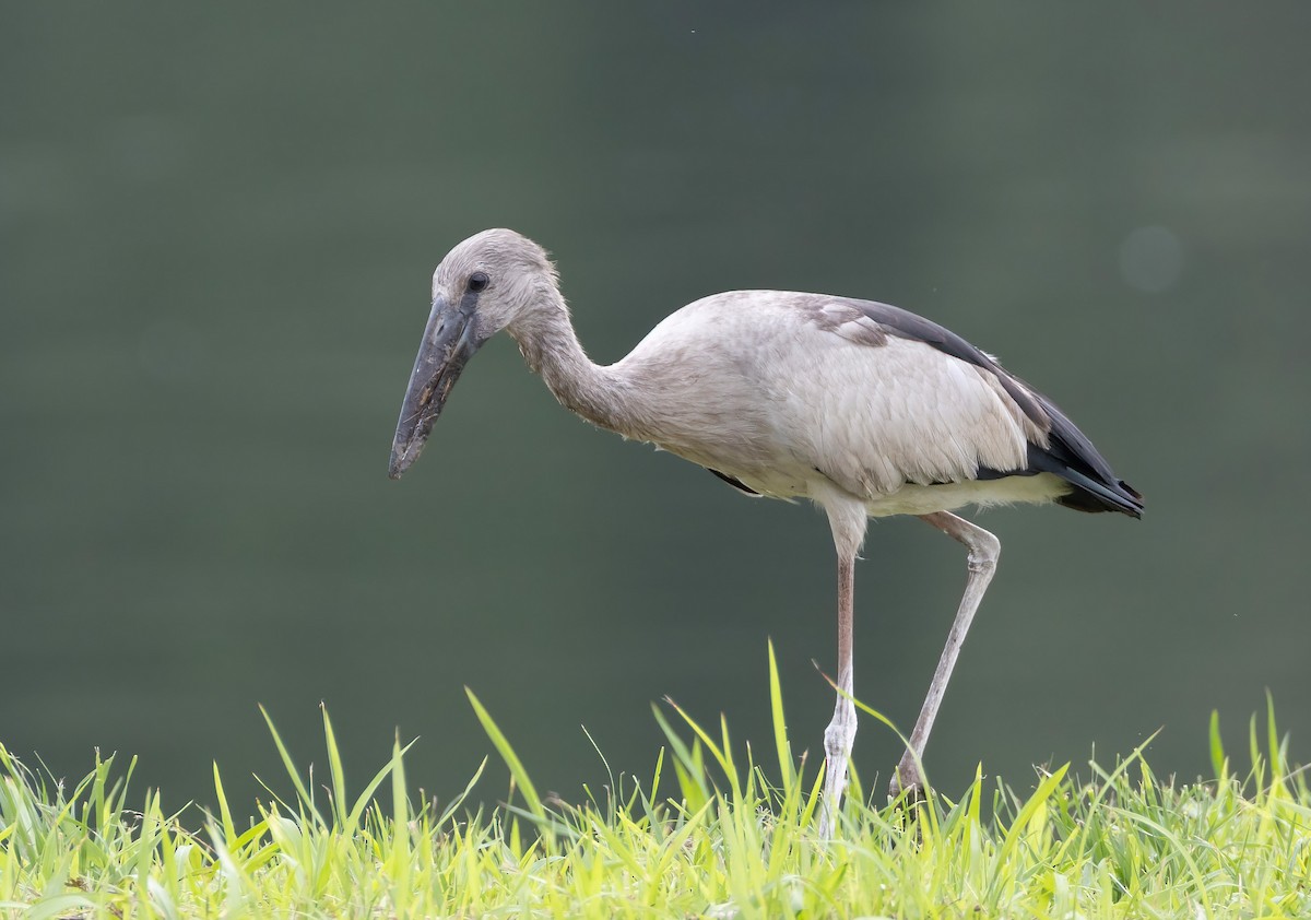 Asian Openbill - ML652195231