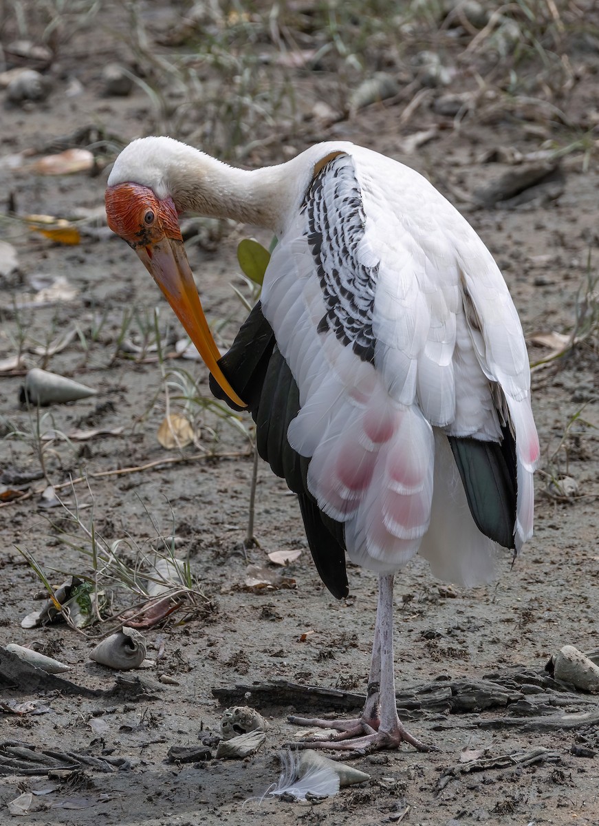 Painted Stork - ML652195236