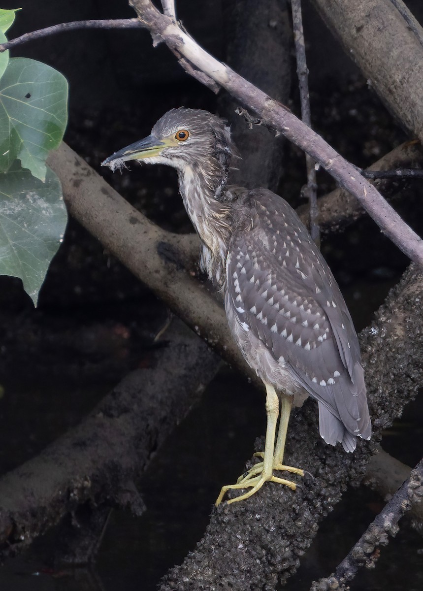 Black-crowned Night Heron - ML652195239