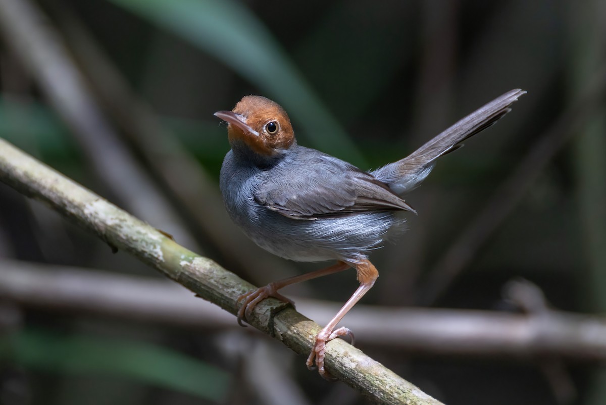 Ashy Tailorbird - ML652195250
