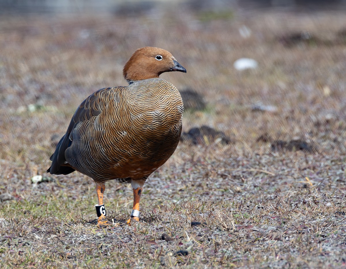 husice rezavohlavá - ML652195251