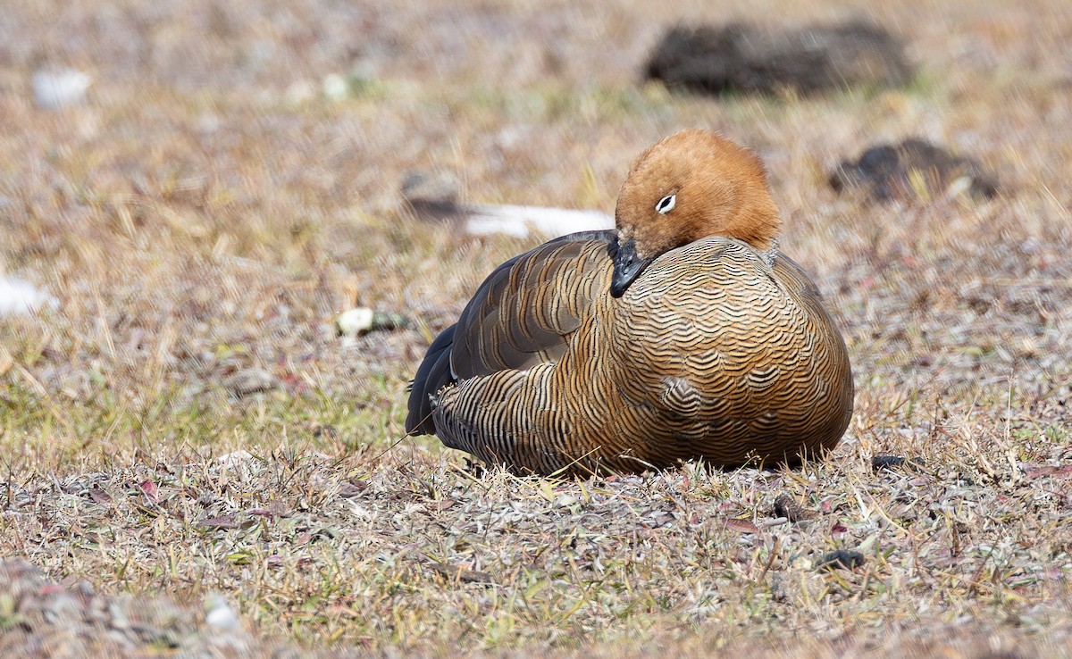 husice rezavohlavá - ML652195252