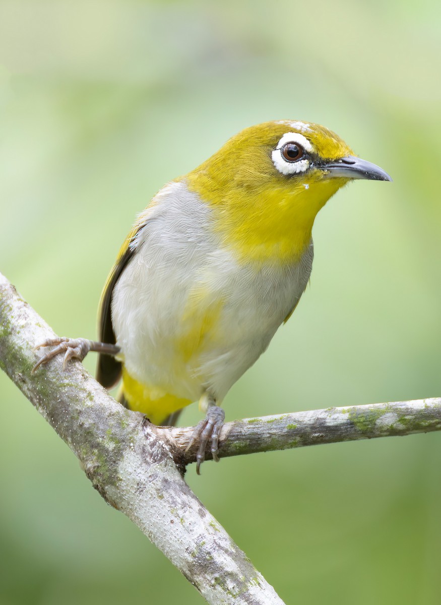 Swinhoe's White-eye - ML652195253