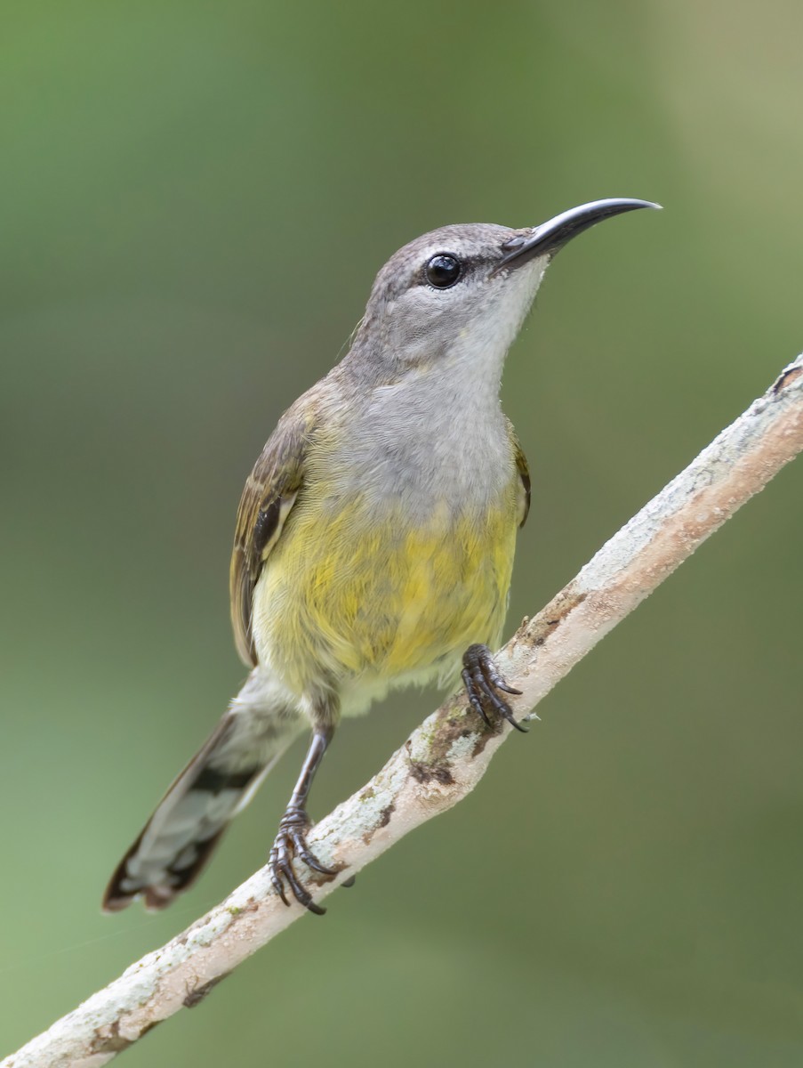 Copper-throated Sunbird - ML652195264