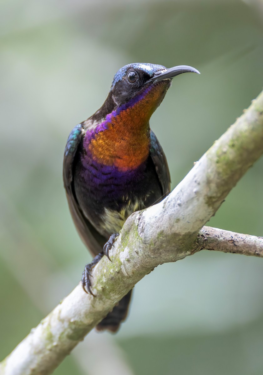 Copper-throated Sunbird - ML652195265