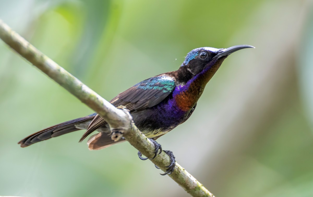 Copper-throated Sunbird - ML652195266