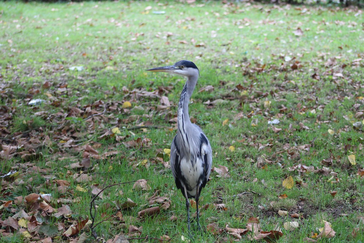 Gray Heron - ML652195272