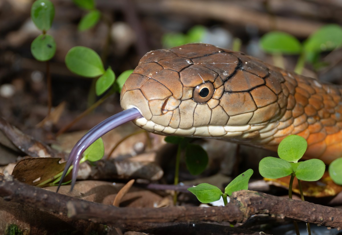 Animals - ML652195275