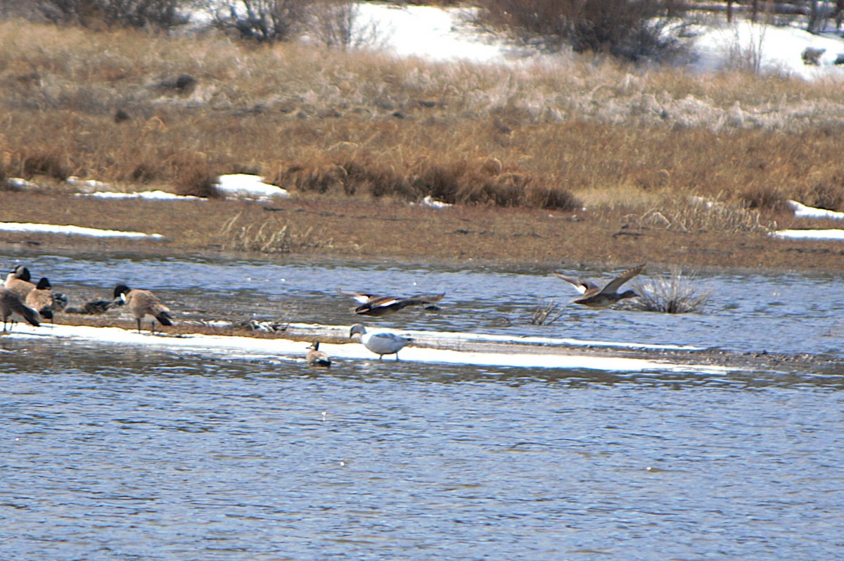 Oca delle nevi - ML652195277