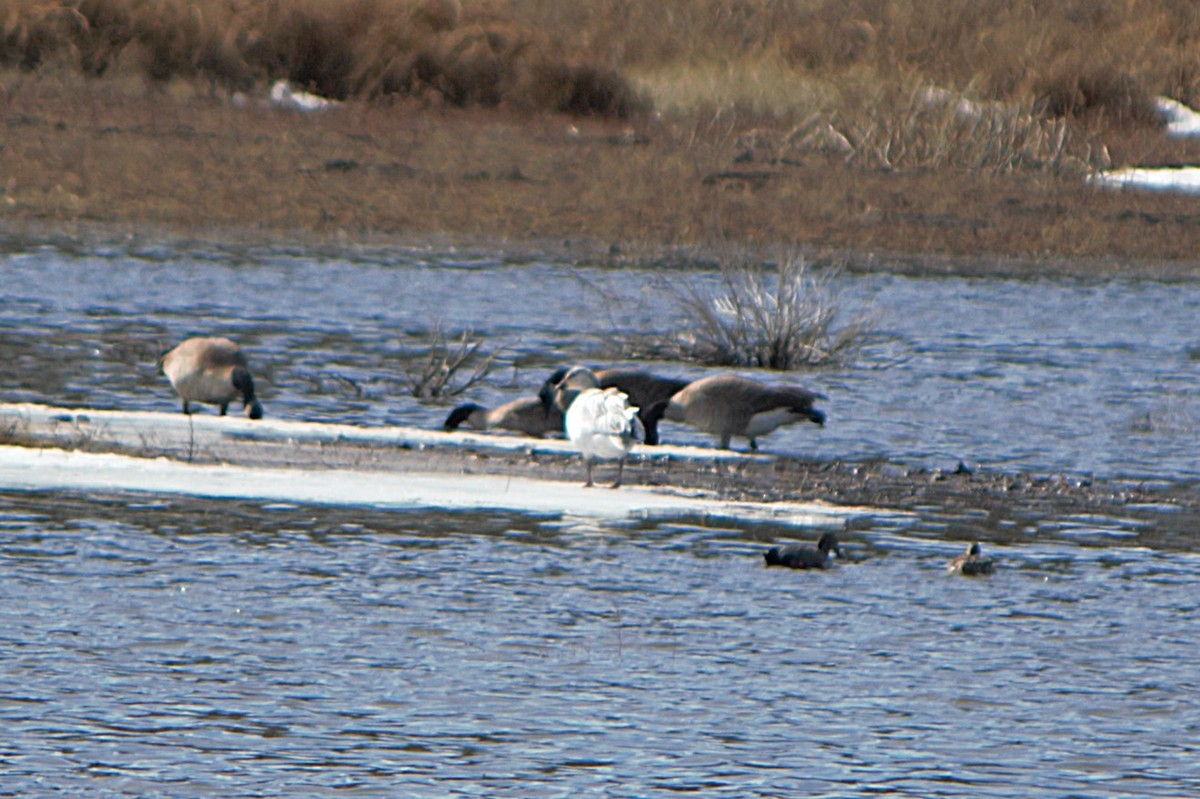 Oca delle nevi - ML652195278