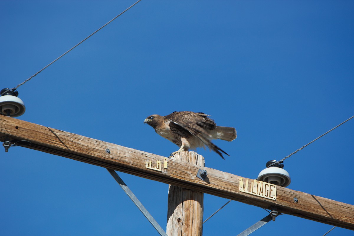 Poiana codarossa - ML652195285