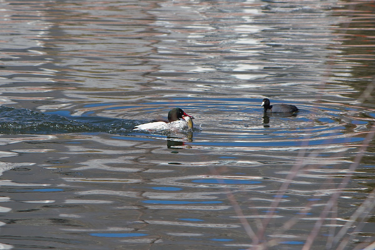 Smergo maggiore - ML652195288