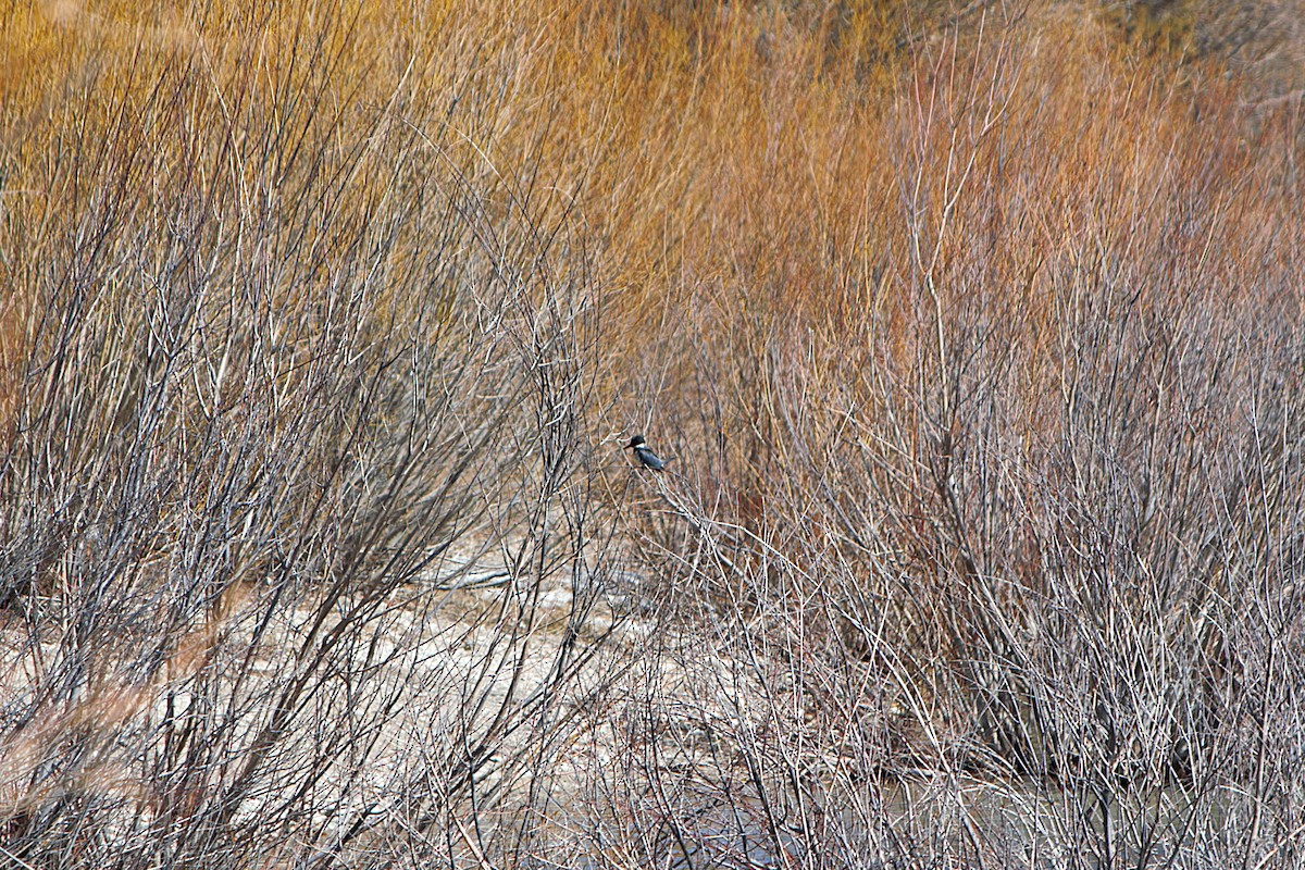 Belted Kingfisher - ML652195294