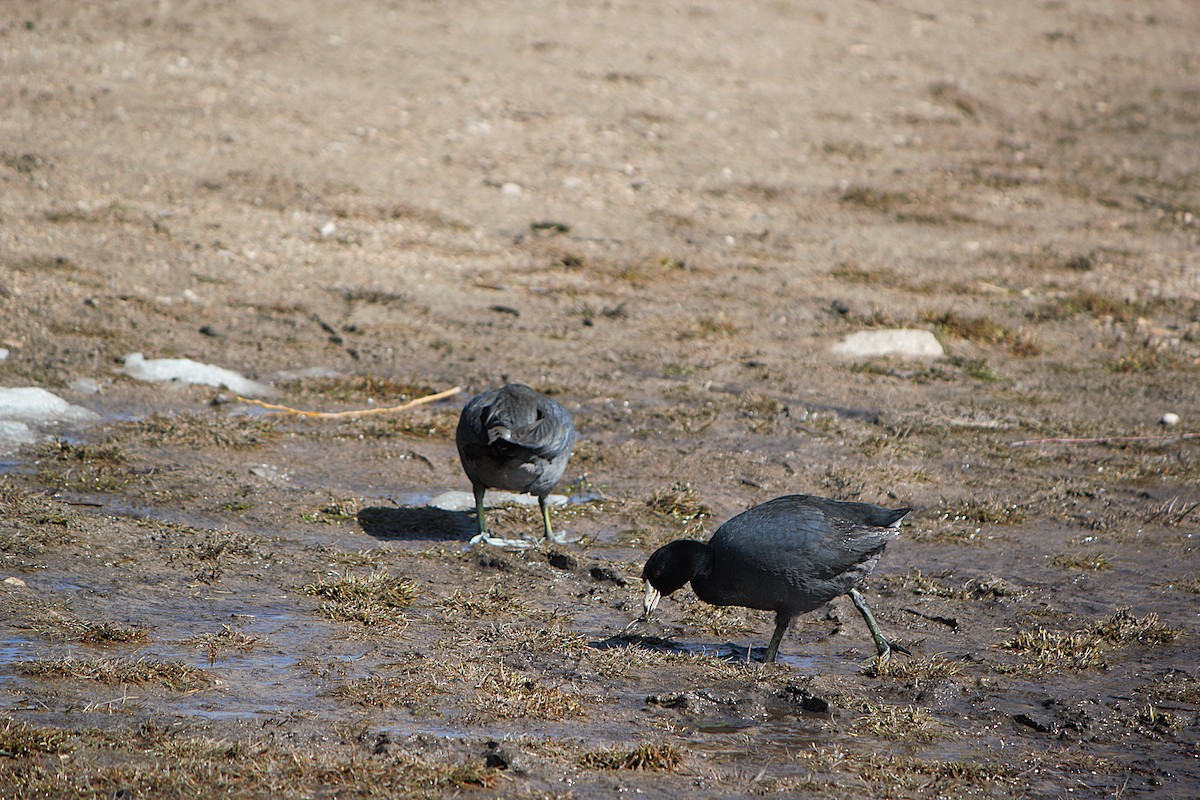 American Coot - ML652195297